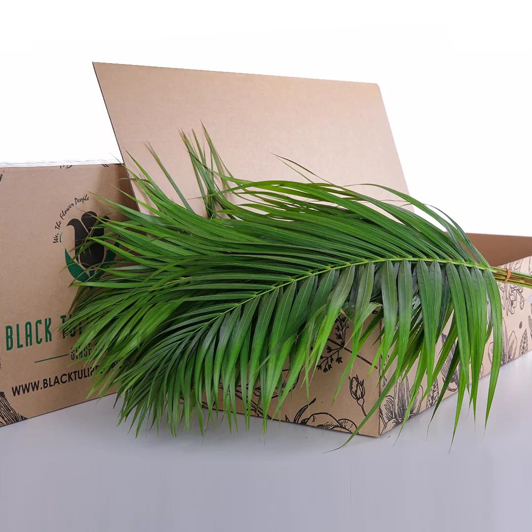 Areca Palm leaves in cardboard box for sale