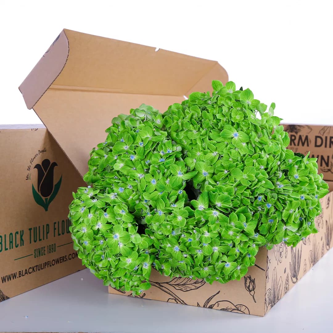 Bunch of Green Hydrangea in a box