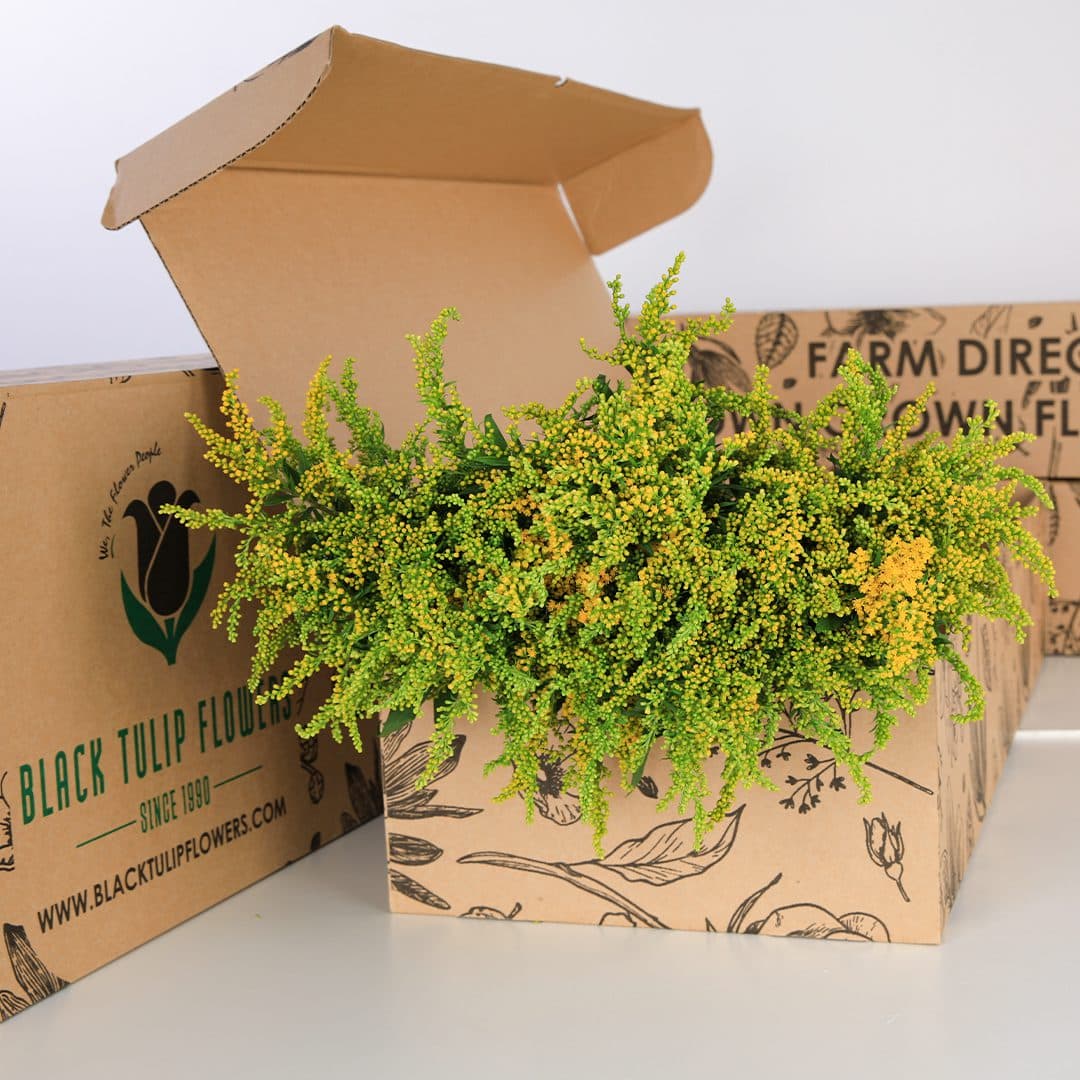 A side view of Solidaster Yellow flowers in a cardboard box