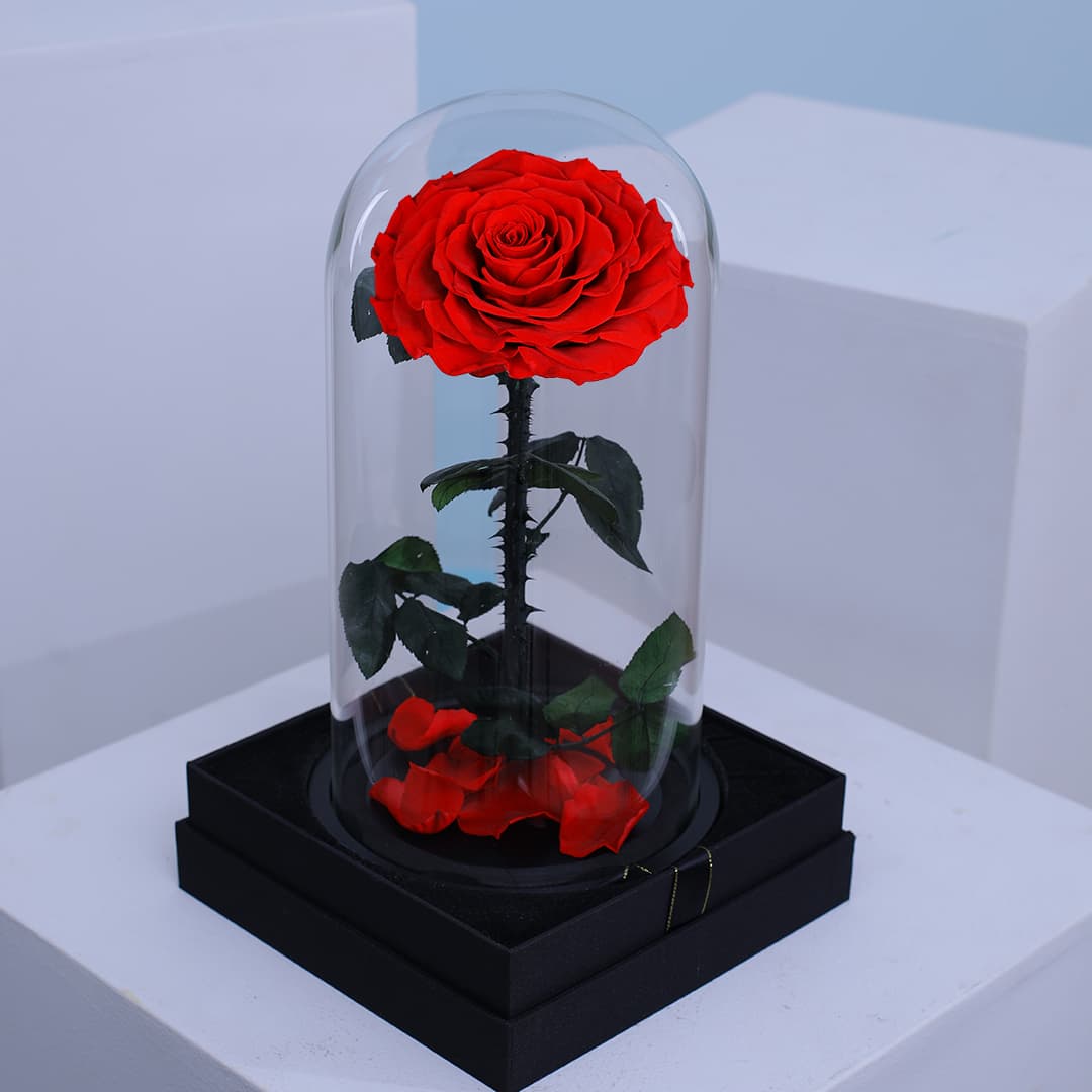 A single red forever rose, encased in a clear glass dome.