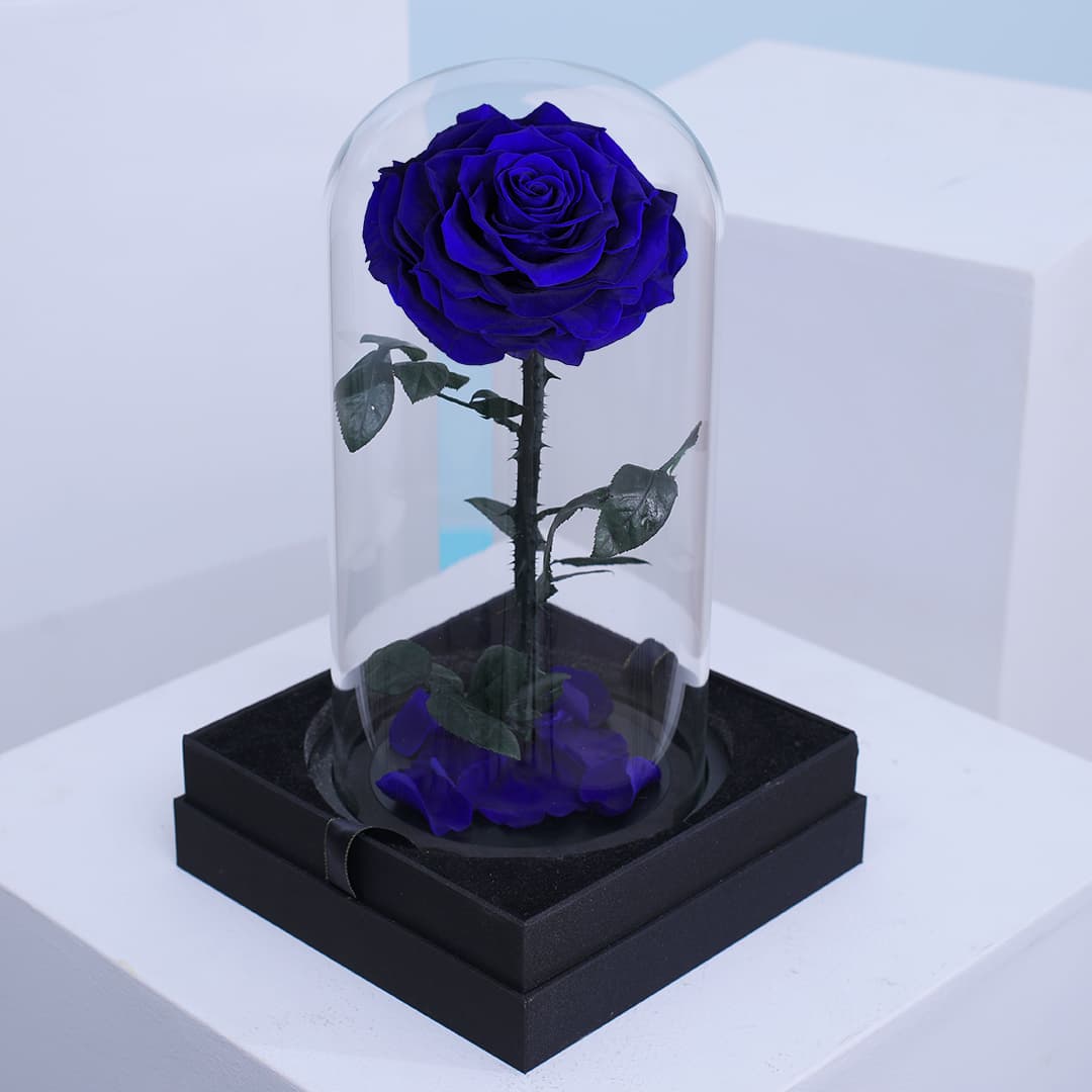 Elegant single dark blue preserved roses arranged in a clear dome box.