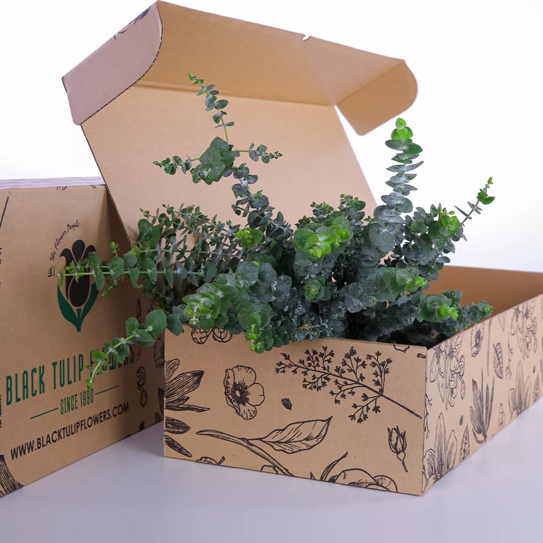 A cardboard box filled with Eucalyptus Baby Blue, featuring lush green leaves and a fresh, aromatic appearance.