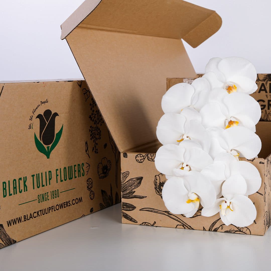 Bunch of Phalaenopsis White Stems in a box - perfect for DIY