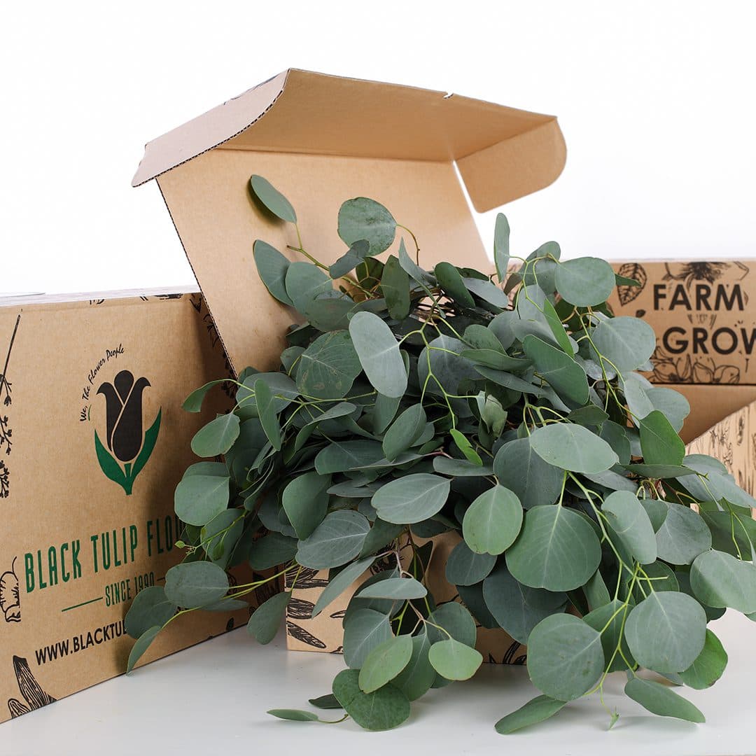 A cardboard box filled with Eucalyptus Poppulus, featuring lush green foliage and a distinctive arrangement of branches.