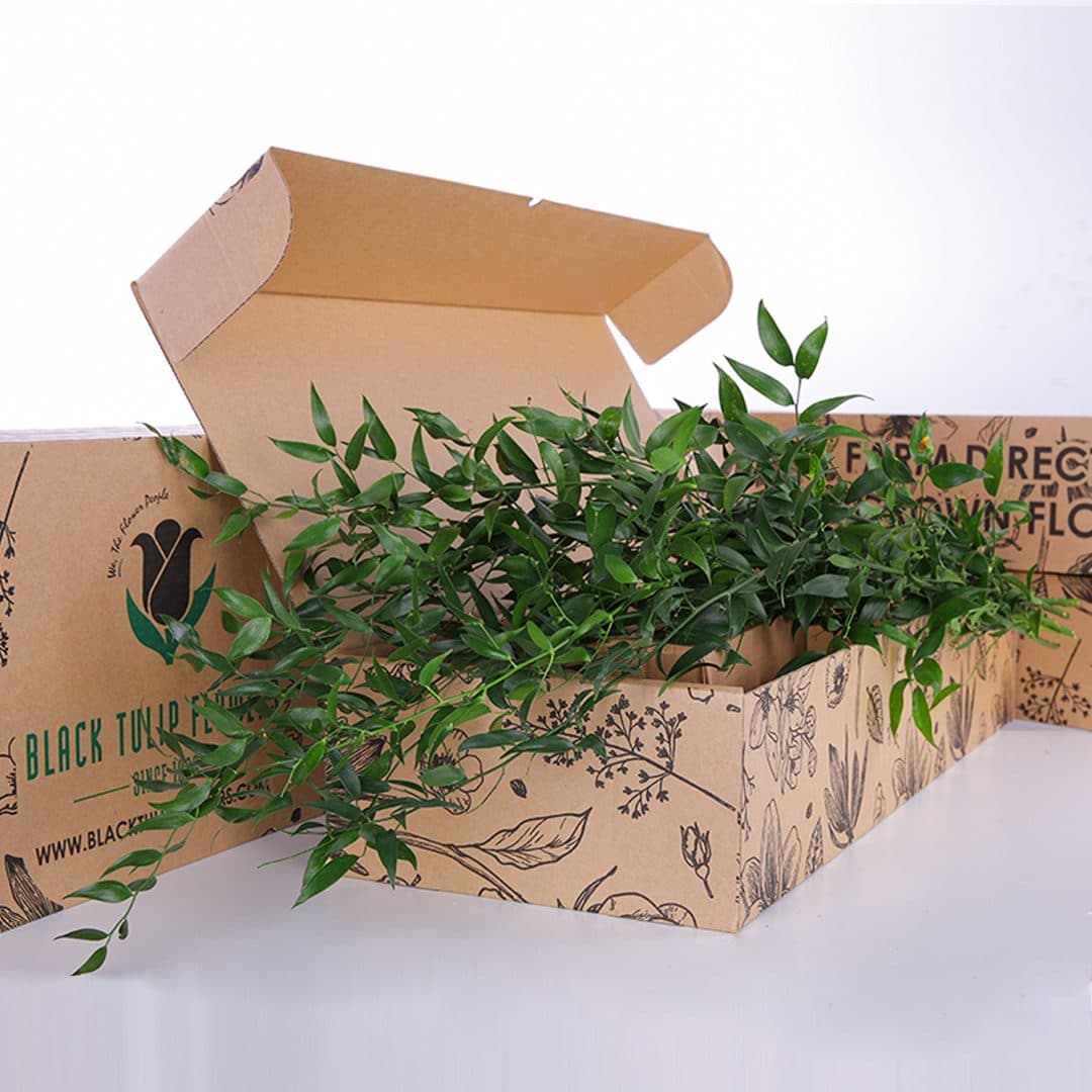 A cardboard box containing a lush assortment of Italian Ruscus plants.