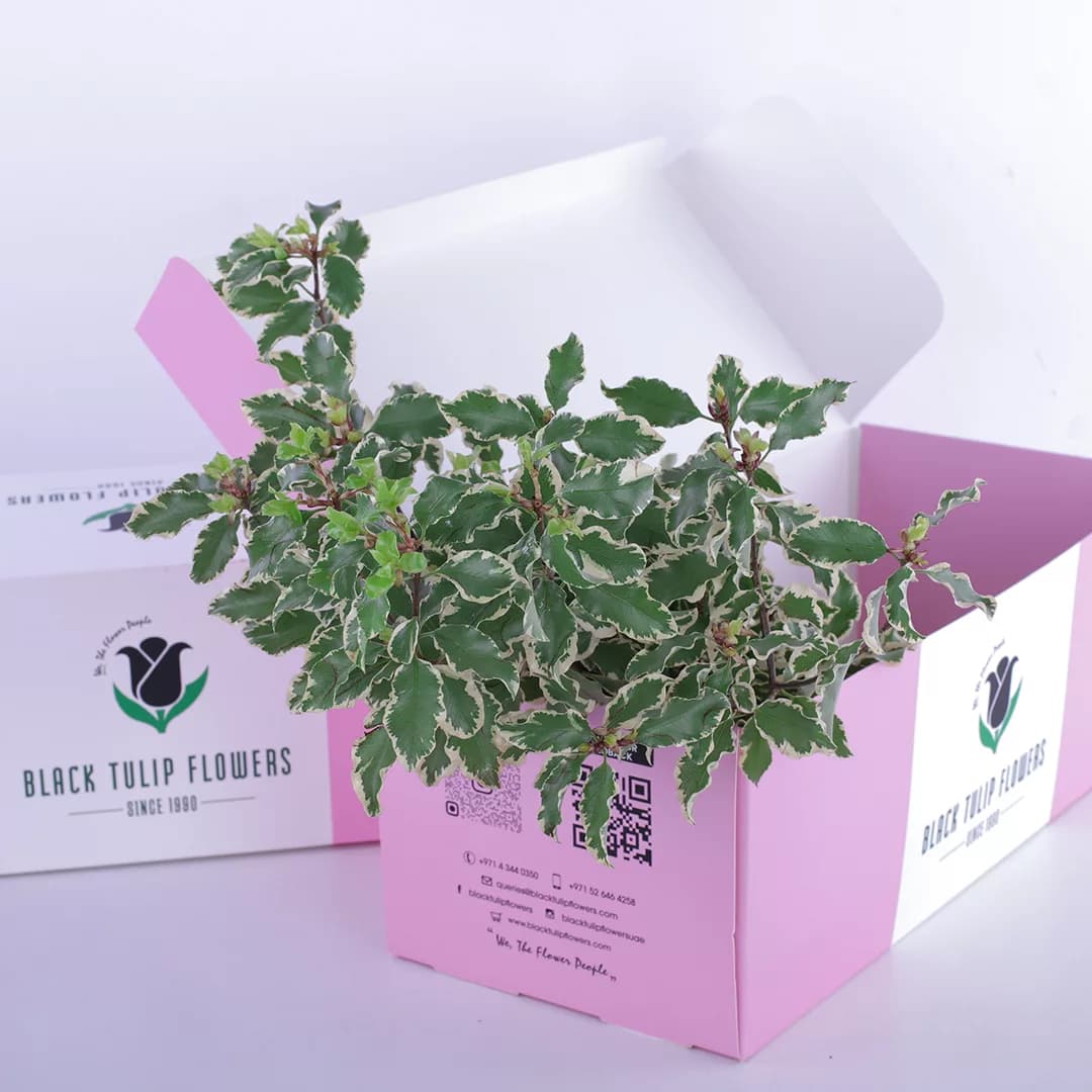 A cardboard box filled with Pittosporum Ilan Bicolour, featuring a variety of green and yellow foliage.
