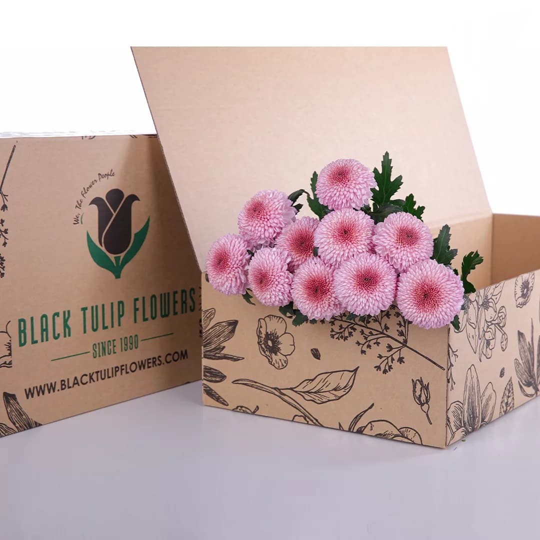 Chrysanthemum Ping Pong Pink bunch in a box