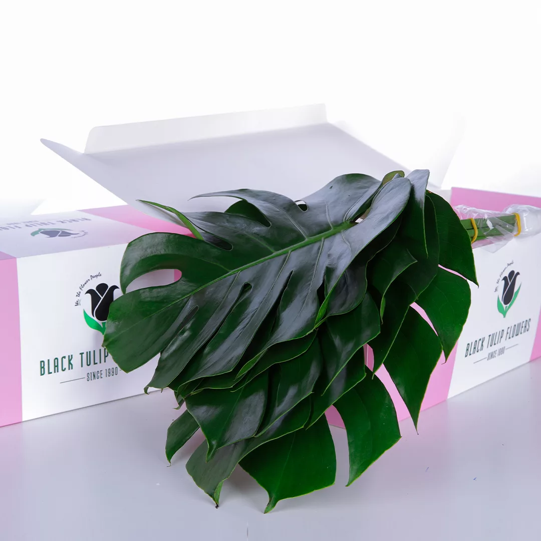 A cardboard box filled with Monestra Medium, highlighting the fresh produce and its appealing arrangement.