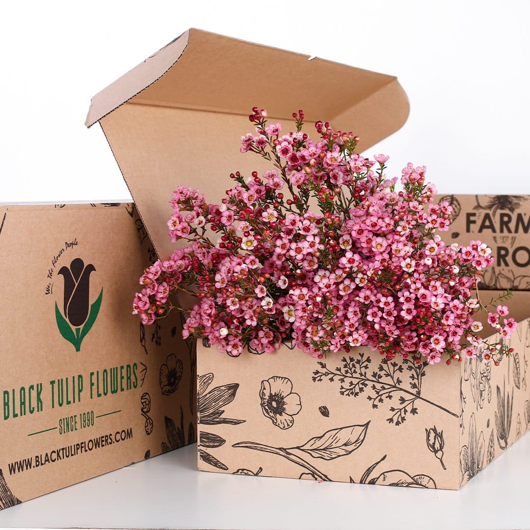 A cardboard box filled with a vibrant bunch of Wax Flower Pink, showcasing their delicate petals and lush greenery.
