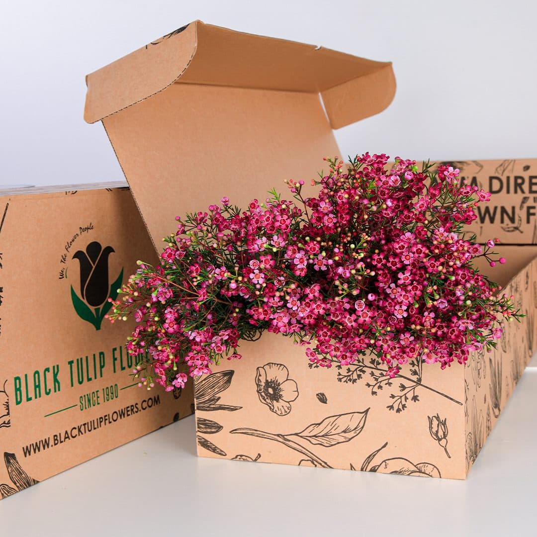 A cardboard box containing purple wax flowers, showcasing their vibrant colour and delicate petals.