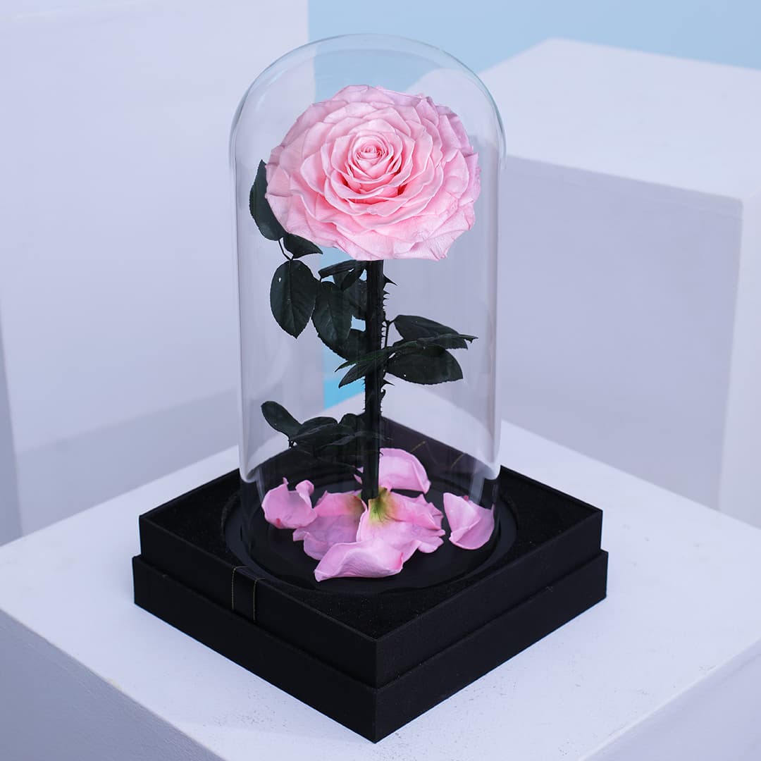 Single baby pink forever rose encased in a clear glass dome.