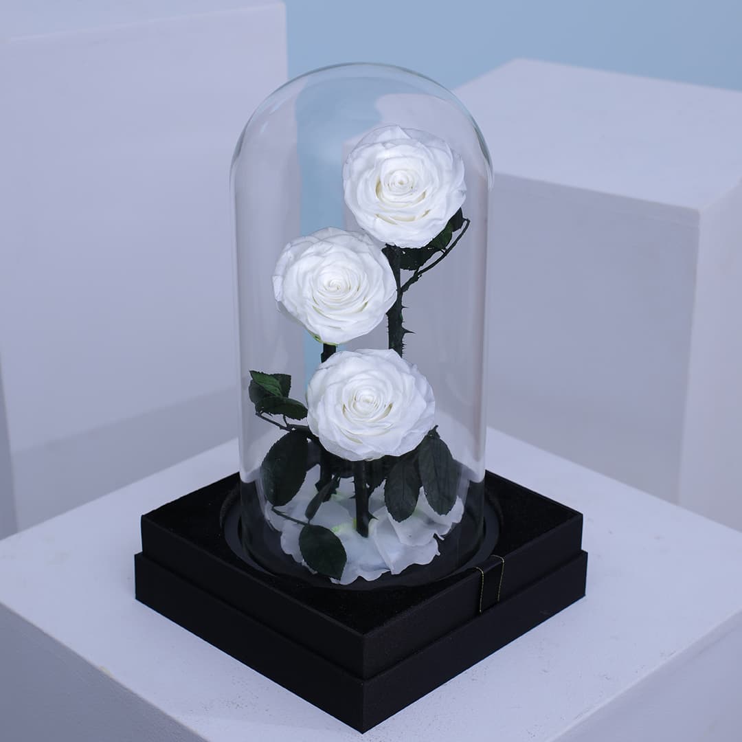 3 white forever roses placed elegantly in a transparent dome box.