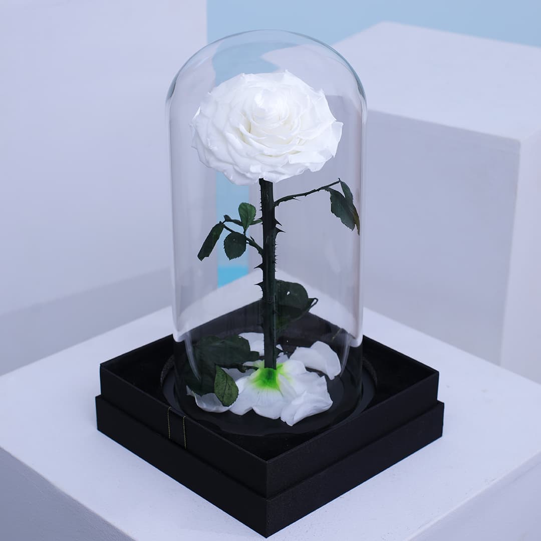 Elegant Single Forever White Rose preserved in a glass dome.